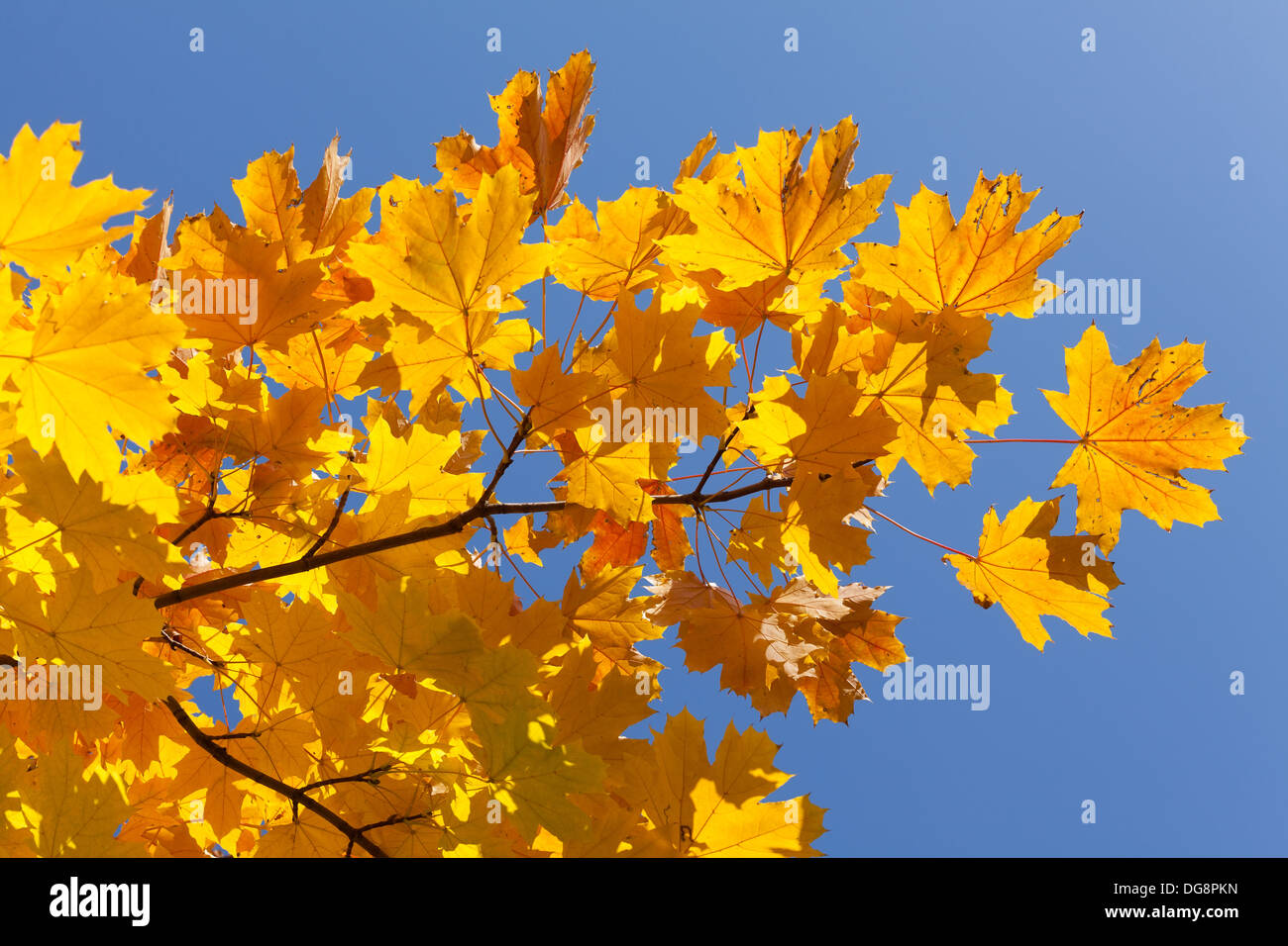 autumn maple leaves branch on blue sky Stock Photo