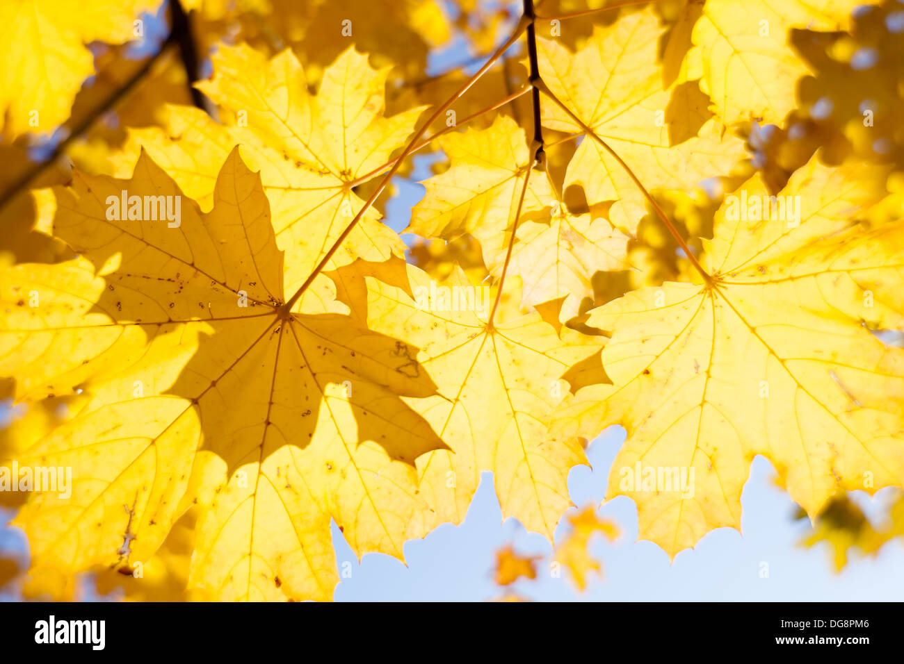 autumn maple leaves shiny on blue sky Stock Photo
