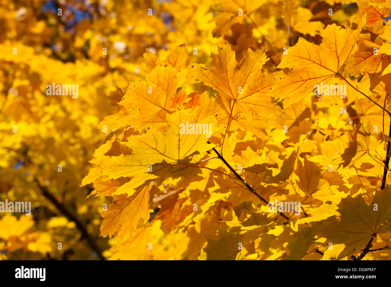 autumn maple leaves many closeup Stock Photo