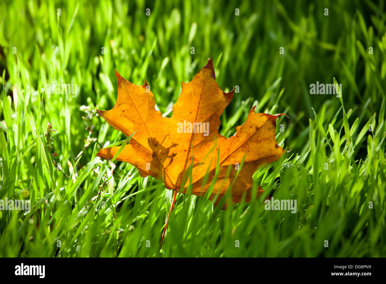 autumn maple leaf single in grass Stock Photo
