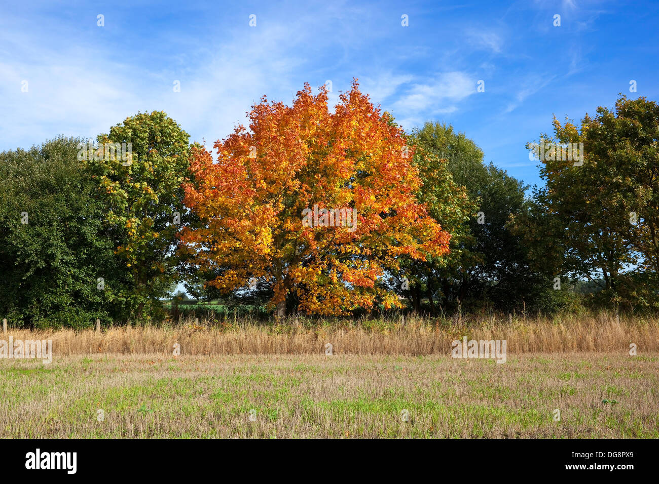 Fall foliage norway maple trees hi-res stock photography and images - Alamy