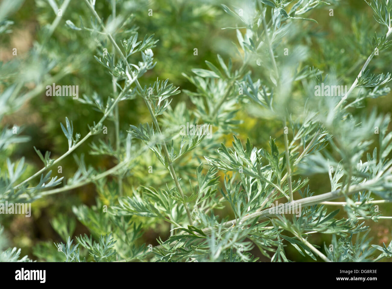 Absinthe green hires stock photography and images Alamy