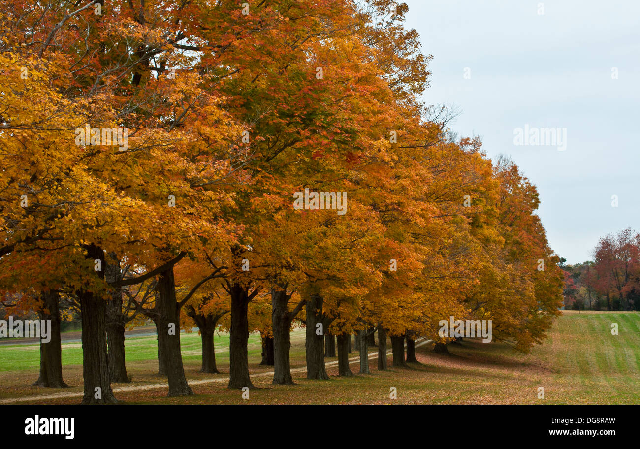 Row of colorful autumn trees in Millstone Twp., New Jersey, USA Stock
