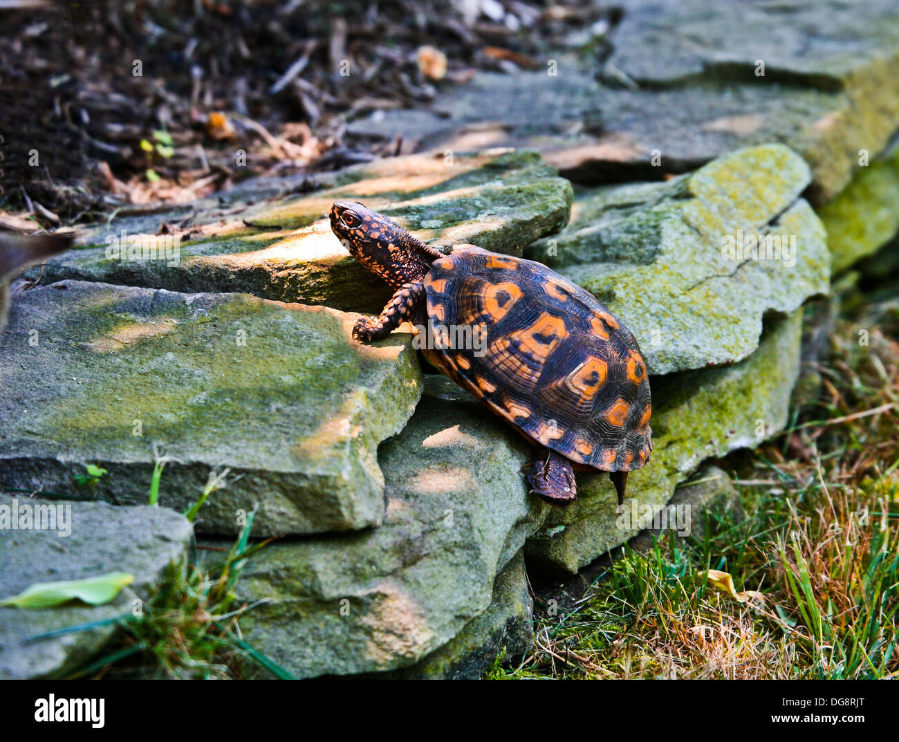 New jersey turtles hi-res stock photography and images - Alamy