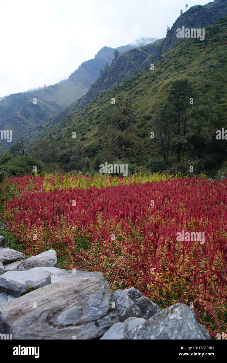 Amaranthus field on the Har Ki Doon Trail, Uttarakhand, In Stock Photo