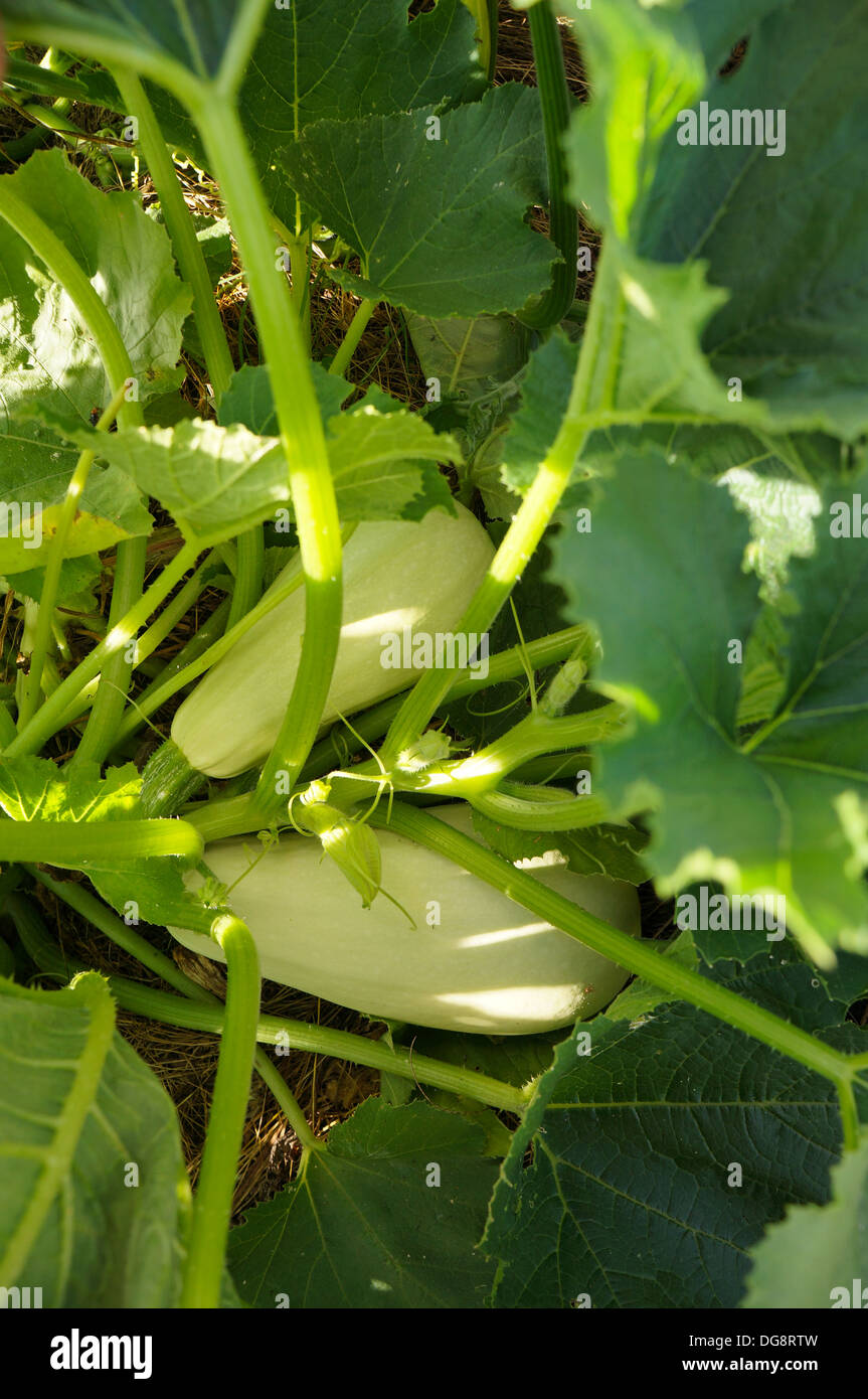 Squash plant, lebanese white bush, summer squash Stock Photo Alamy