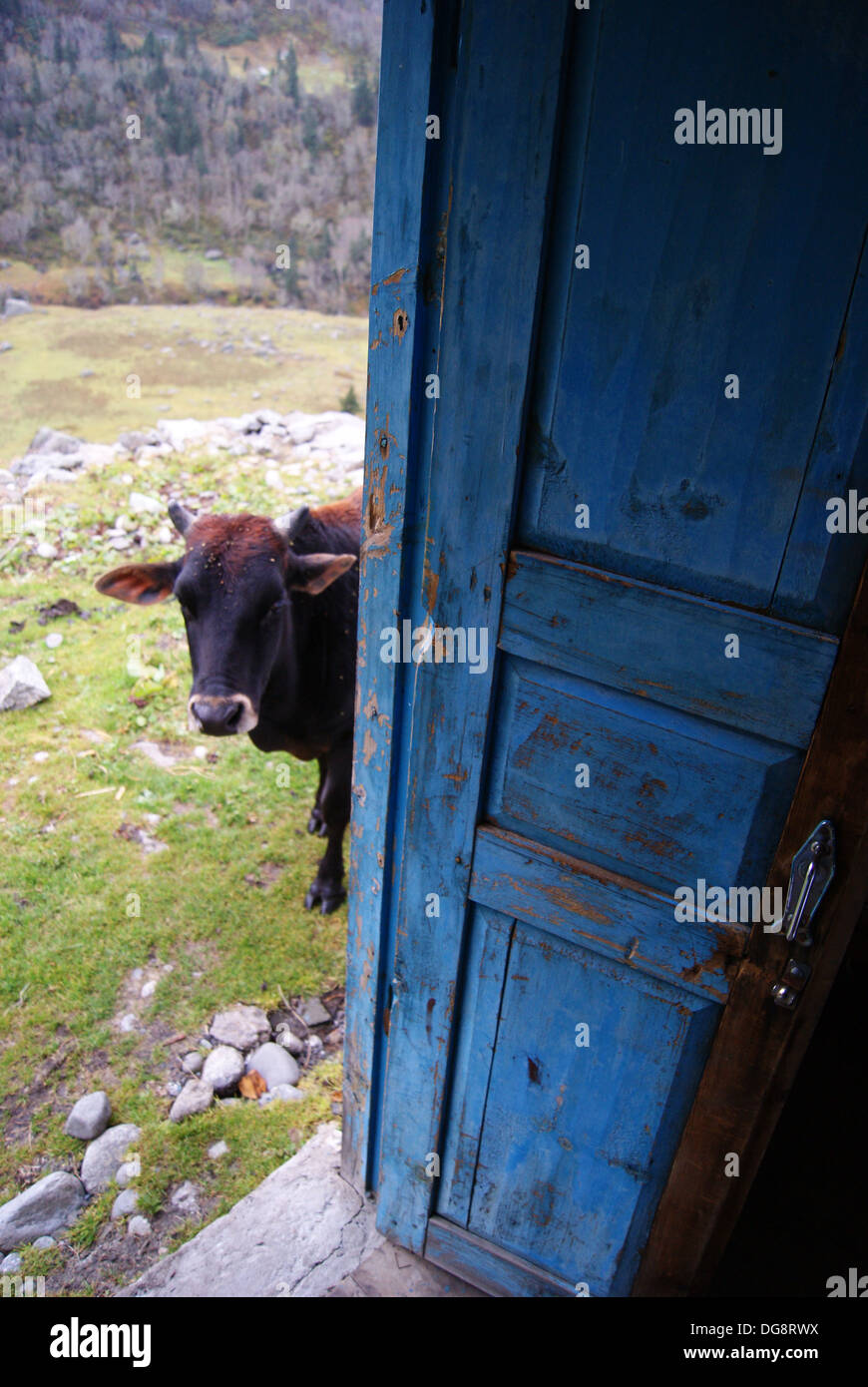 Cow at the doorway in the Har Ki Doon Valley, Uttarakhand, India Stock Photo