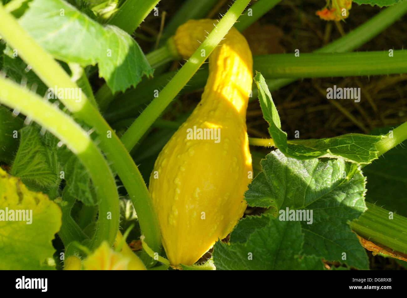 Squash "Summer Yellow Crookneck Stock Photo Alamy