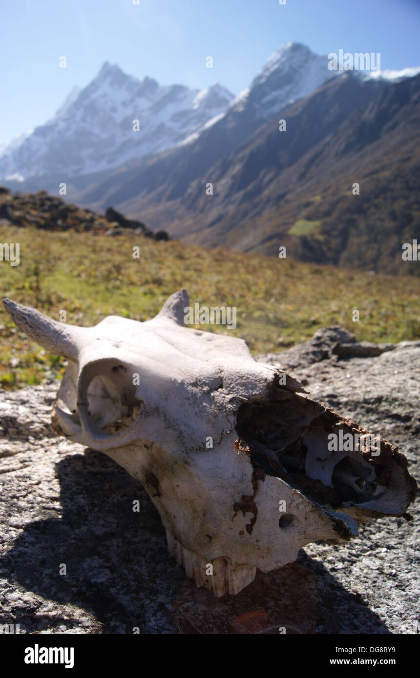 Cow skull in the Har Ki Doon Valley, Uttarakhand, India Stock Photo
