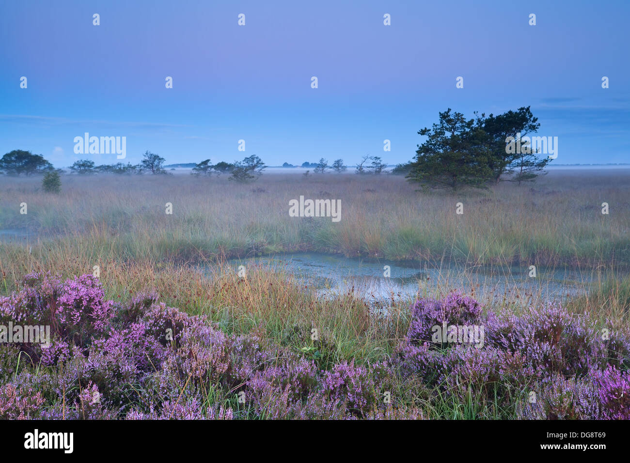pink flowering heather during misty early morning, Fochteloerveen, Netherlands Stock Photo