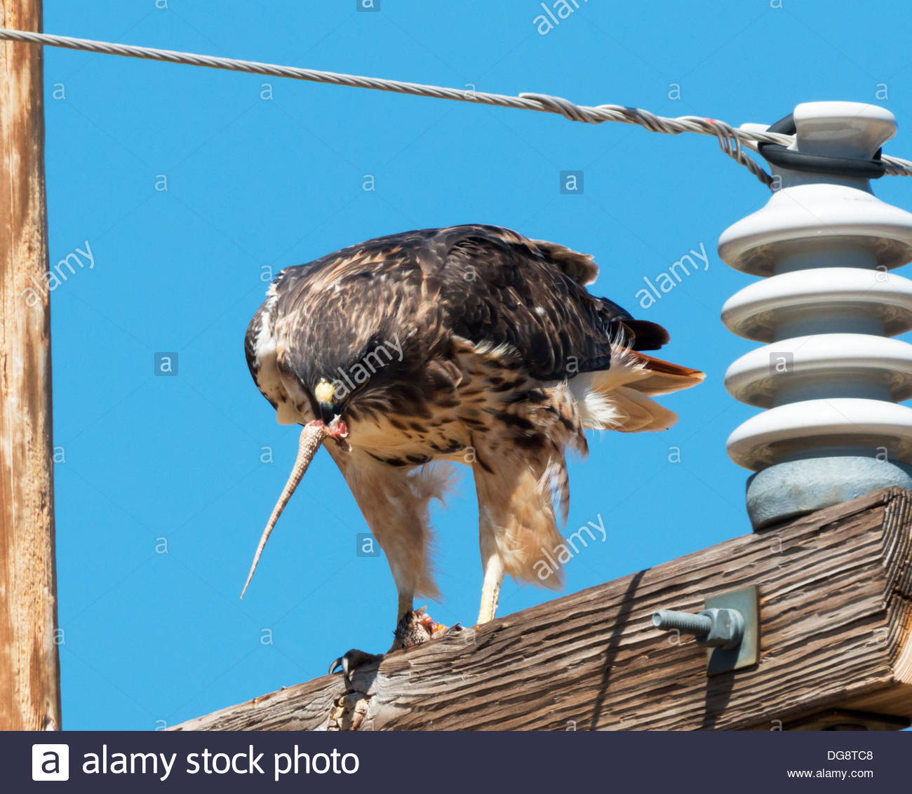 Bird Eating Lizard High Resolution Stock Photography and Images Alamy