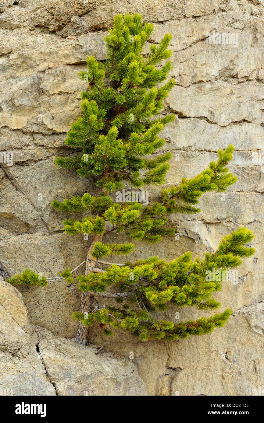 Lodgepole pine (Pinus contorta) and rocks Gibbon River Canyon Virginia