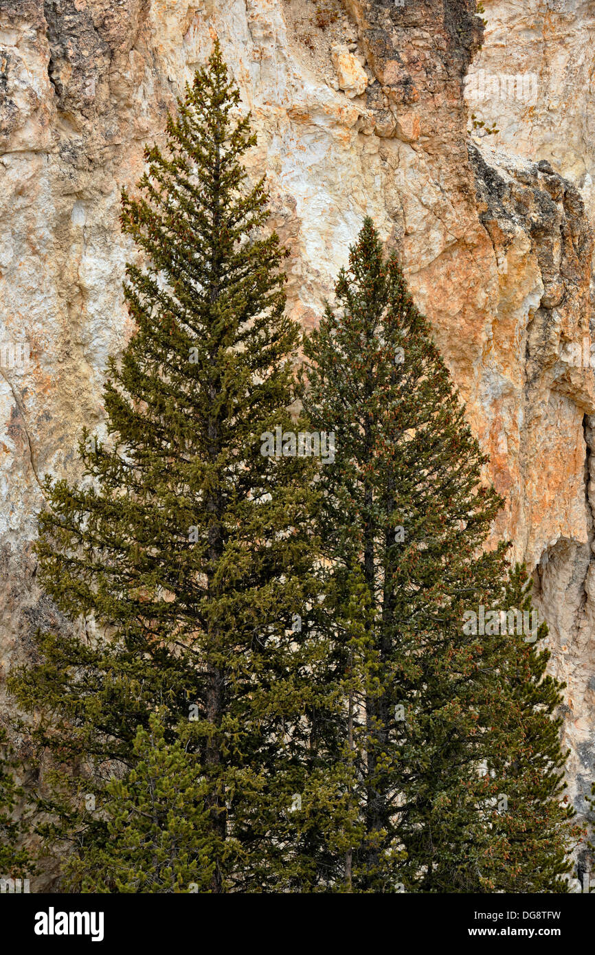 Pine trees growing on the walls of the Grand Canyon of the Yellowstone