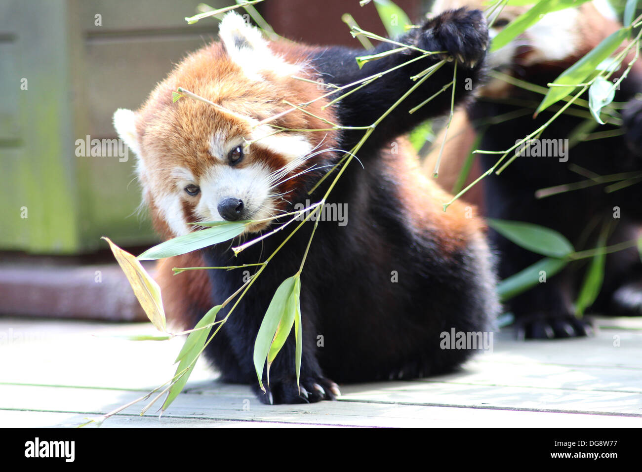Looking more like a Racoon than a Giant Panda, the Red Panda has striking chestnut fur, a bushy, striped tail and a white face. Stock Photo