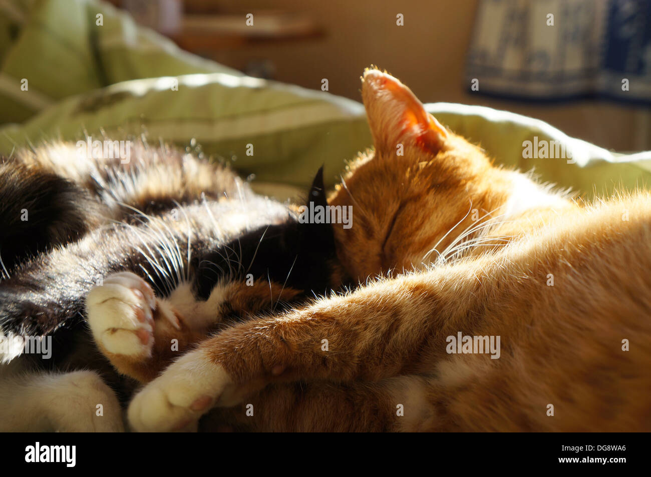 Cats rest in bed Stock Photo Alamy