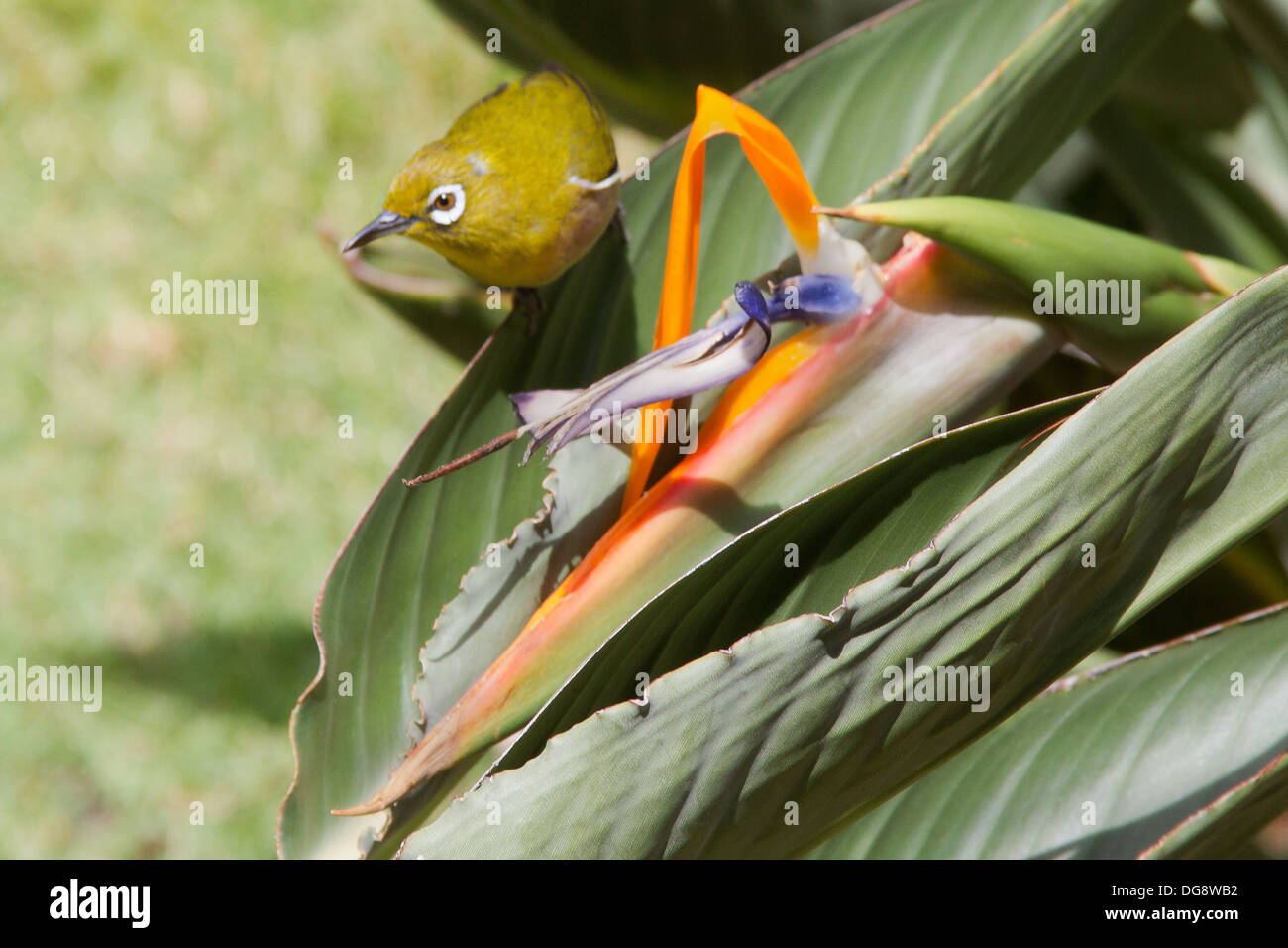 Japanese White-Eye with Bird of Paradise plant (Zosterops japonicus) Oahu,Hawaii Stock Photo