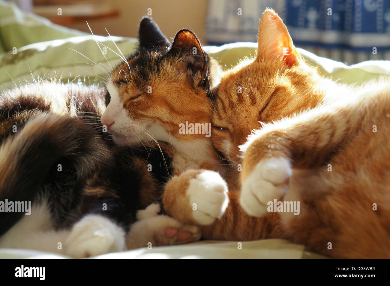 Cats rest in bed Stock Photo Alamy