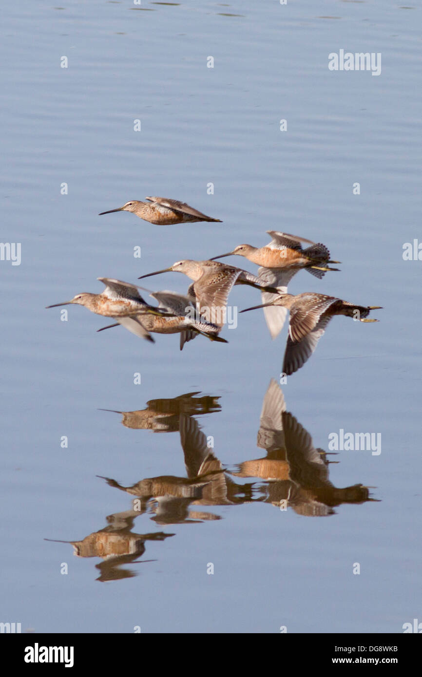Flock of Short-Billed Dowitchers in flight.(Limnodromus griseus).San Joaquin Reserve,California Stock Photo