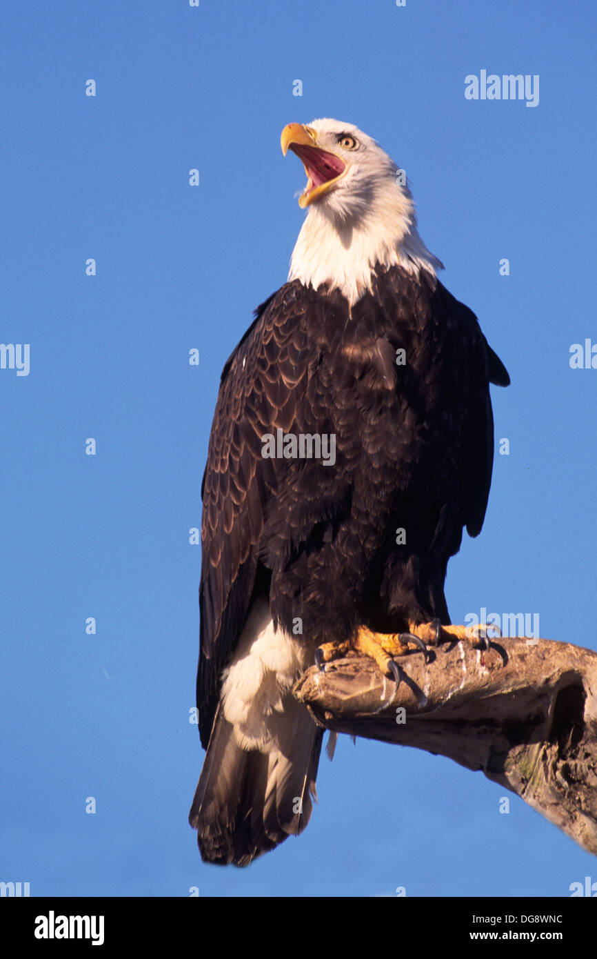 Screeching sound hi-res stock photography and images - Alamy