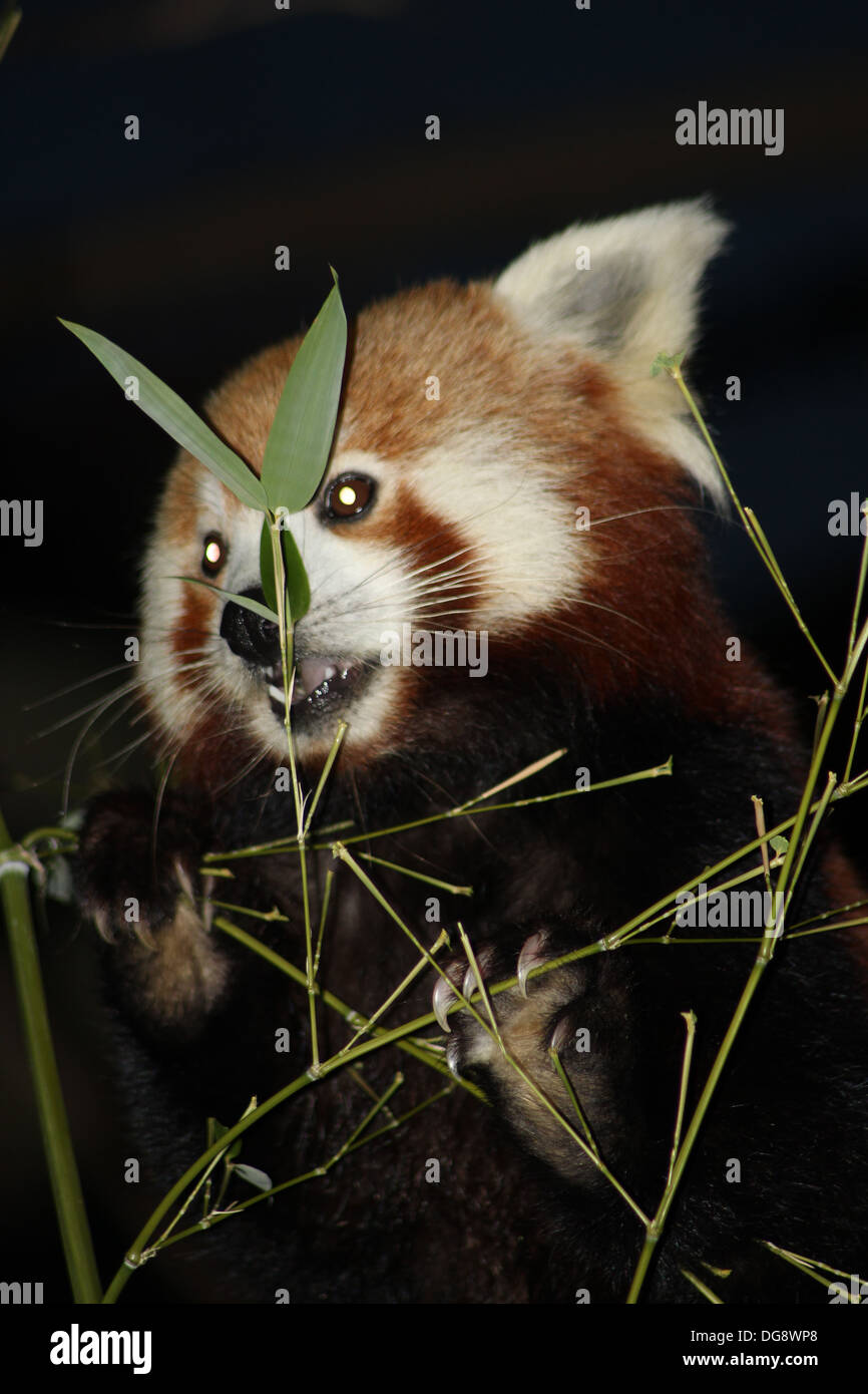 Looking more like a Racoon than a Giant Panda, the Red Panda has striking chestnut fur, a bushy, striped tail and a white face. Stock Photo