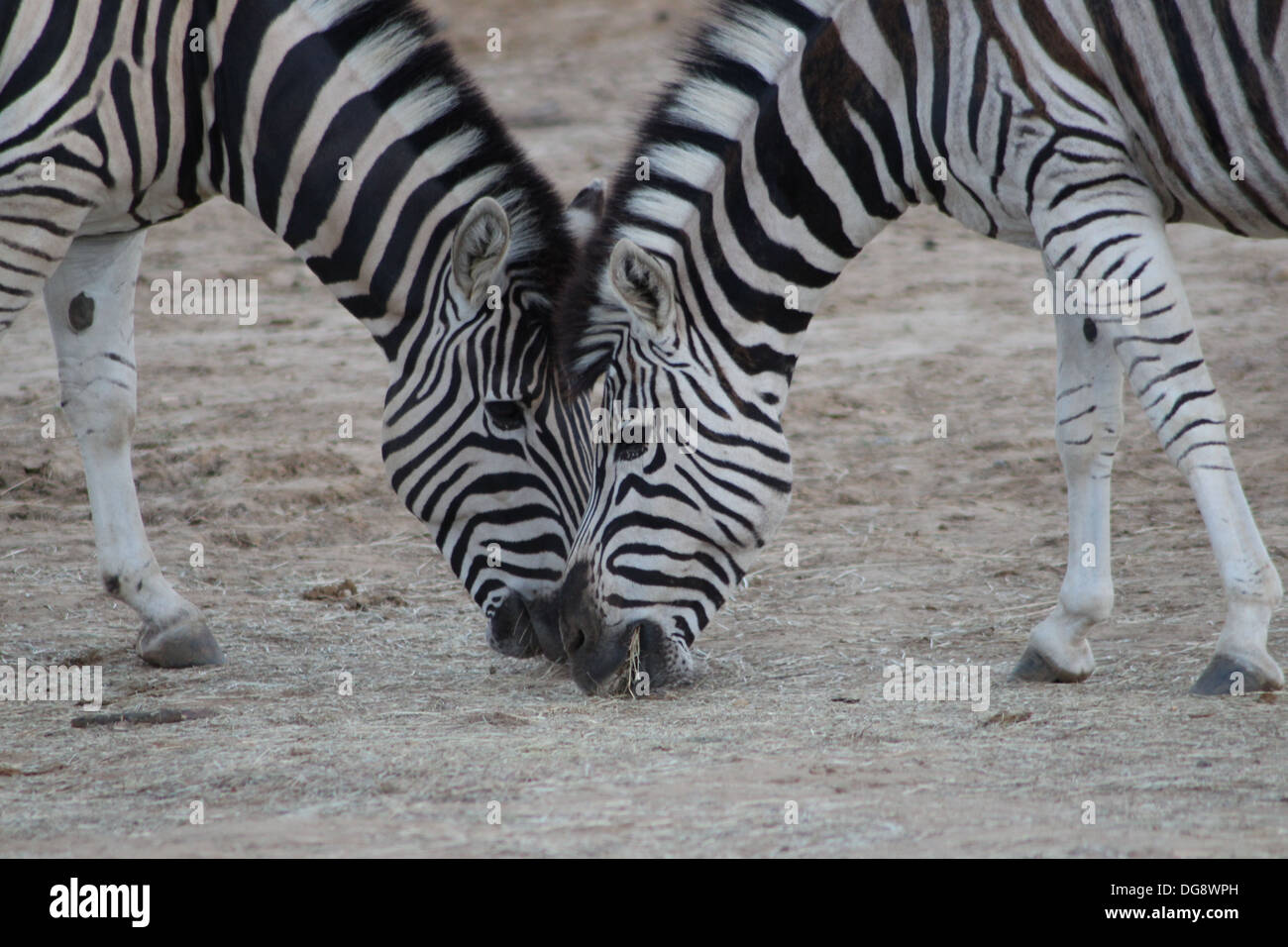The Damara zebra is a sub species of the Burchell's zebra, which is a subspecies of Plains zebra. Stock Photo