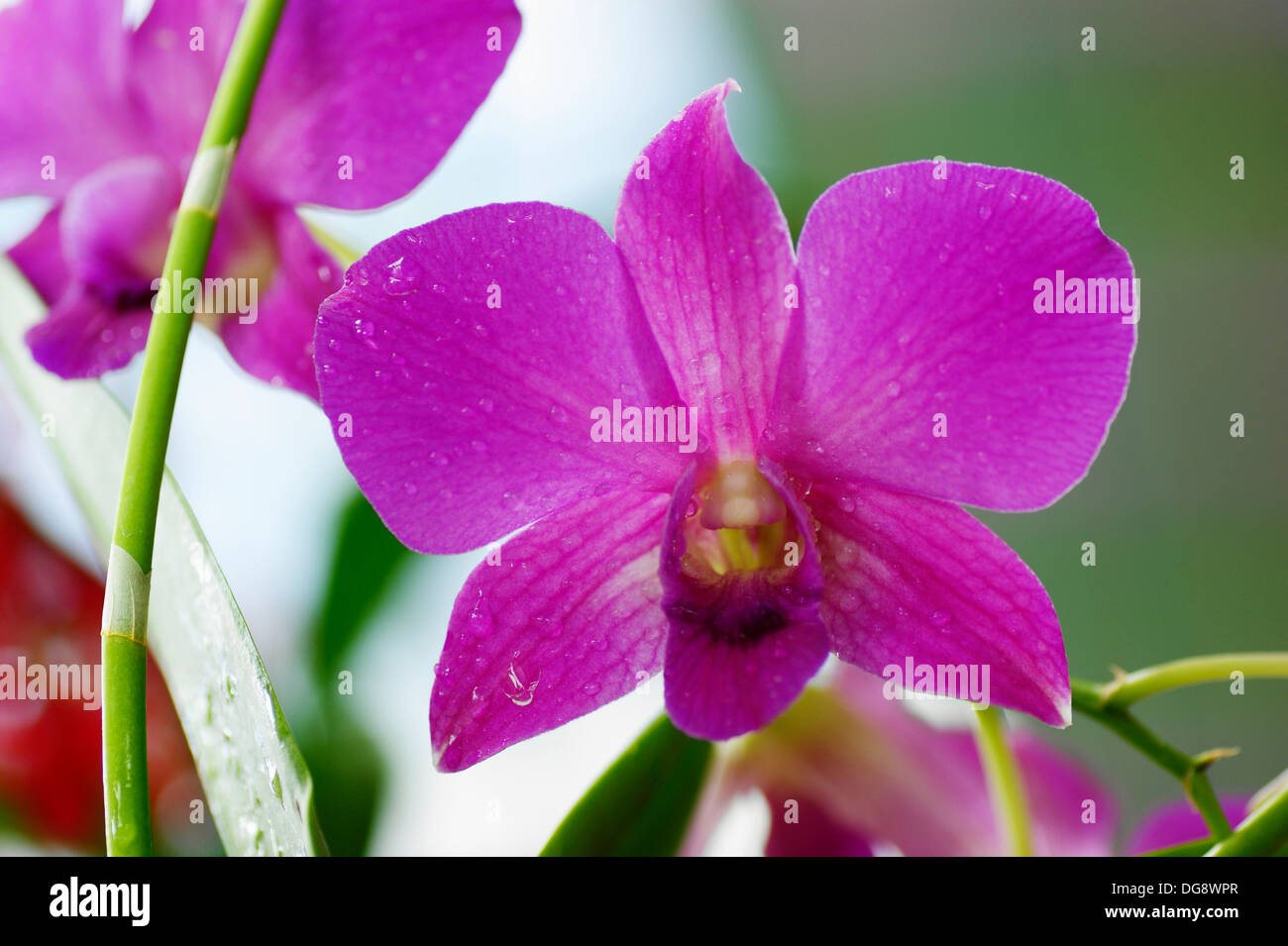 Flower, Orchid Garden, Kuching, Sarawak, Malaysia Stock Photo Alamy