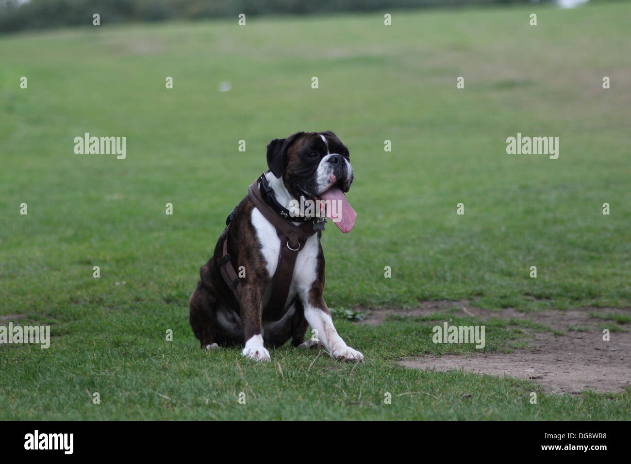 The Boxer Is A Breed Of Stocky Medium Sized Short Haired Dogs