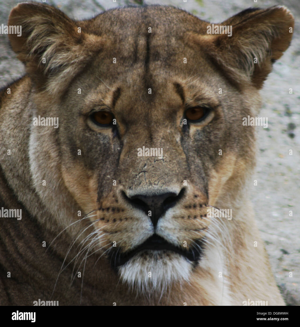 Lions are the largest mammalian predators in Africa, living on the open grasslands and plains. Stock Photo