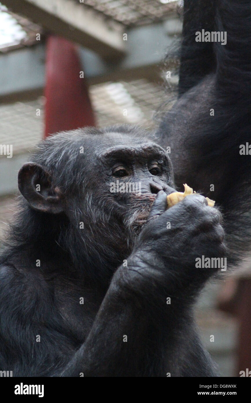 Chimpanzees are one of the great apes and are one of our closest living relatives in the animal kingdom. Stock Photo