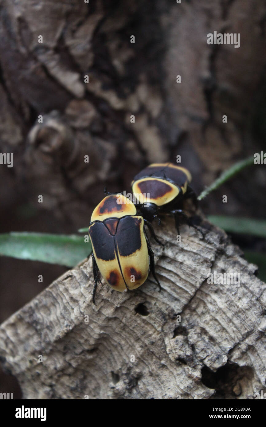 These beetles are between 2-5cm long. They breed easily and their whole life cycle takes only 5-7 months. Stock Photo