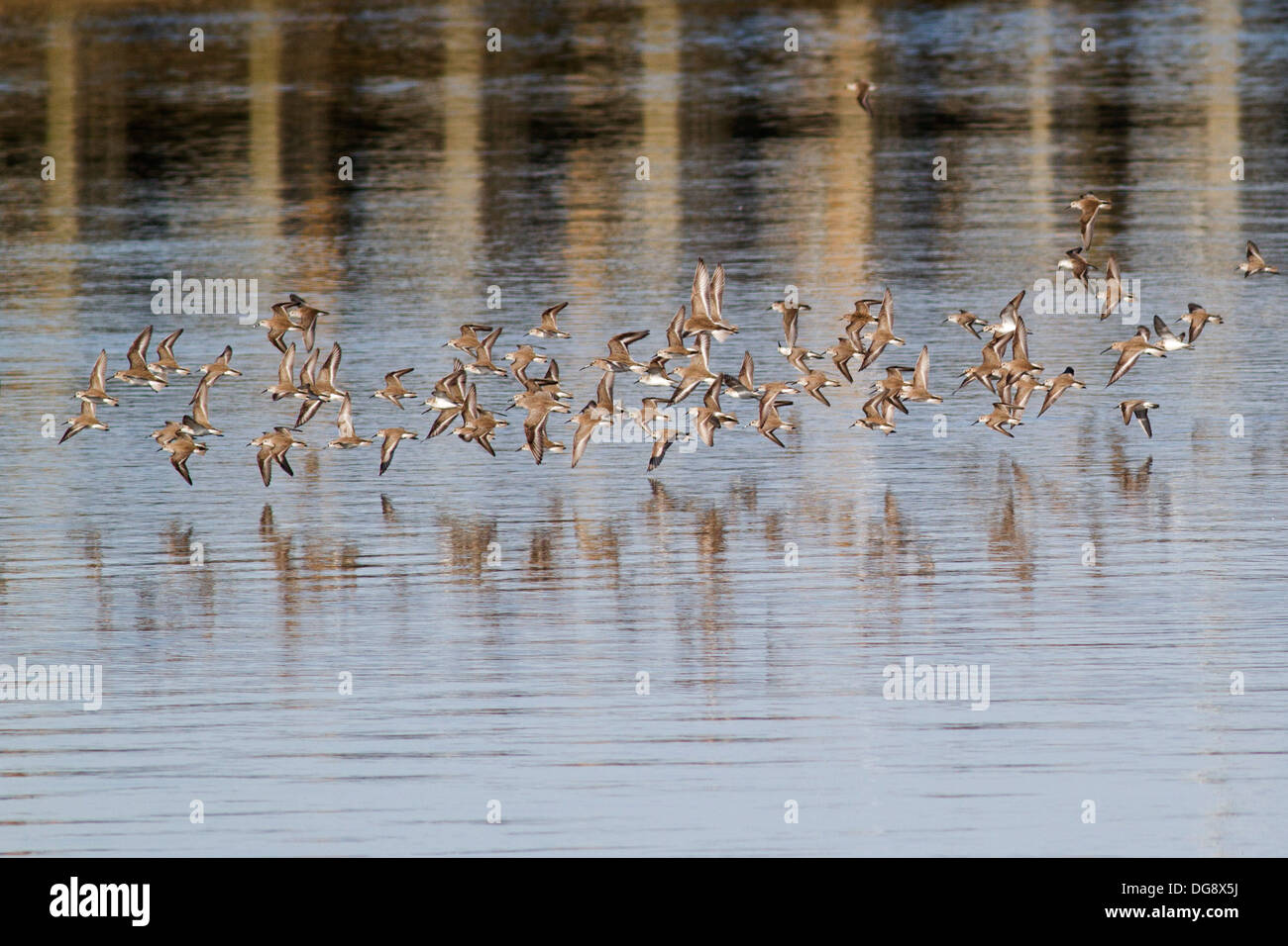 Flock of shore birds in flight including Sasndpipers and Dowitchers.(Calidris sp. and Limnodromus sp.).Bolsa Chica Wetlands,California Stock Photo