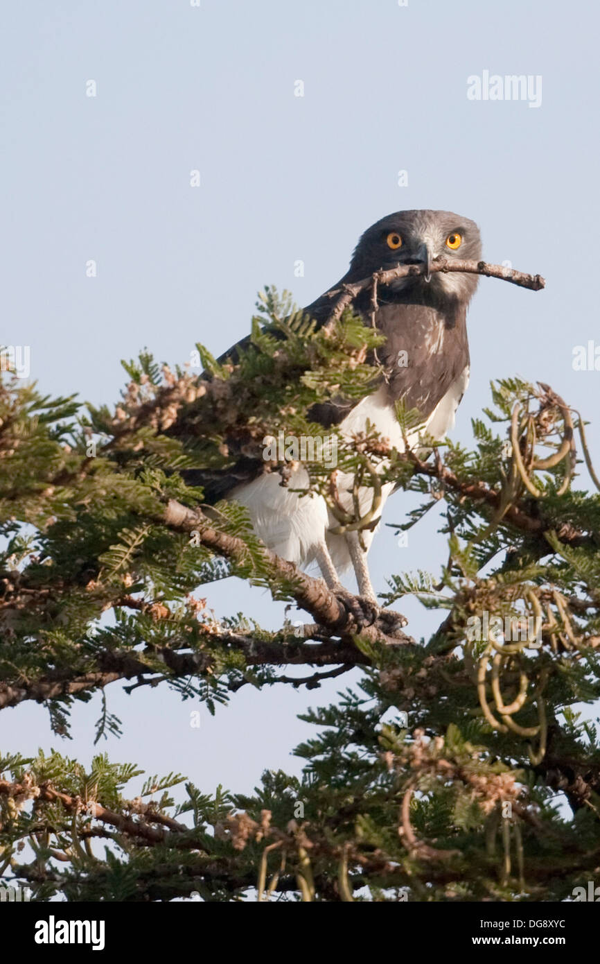 .Martial Eagle with stick in it's bill for building a nest.(Polemaetus bellicosus).Serengeti National Park, Tanzania. Stock Photo