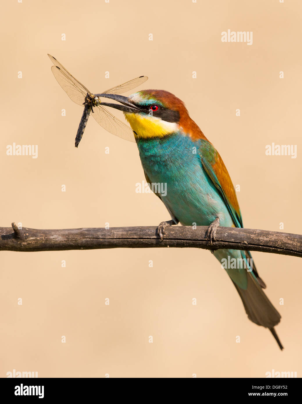 European bee-eater (Merops apiaster) and dragon fly Stock Photo