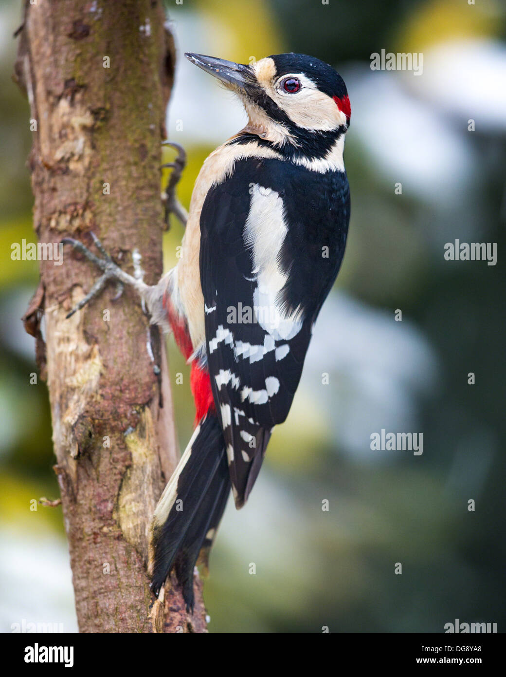 Close-up of a male great spotted woodpecker (Dendrocopos major) feeding on a tree trunk, side view,Essex, UK Stock Photo