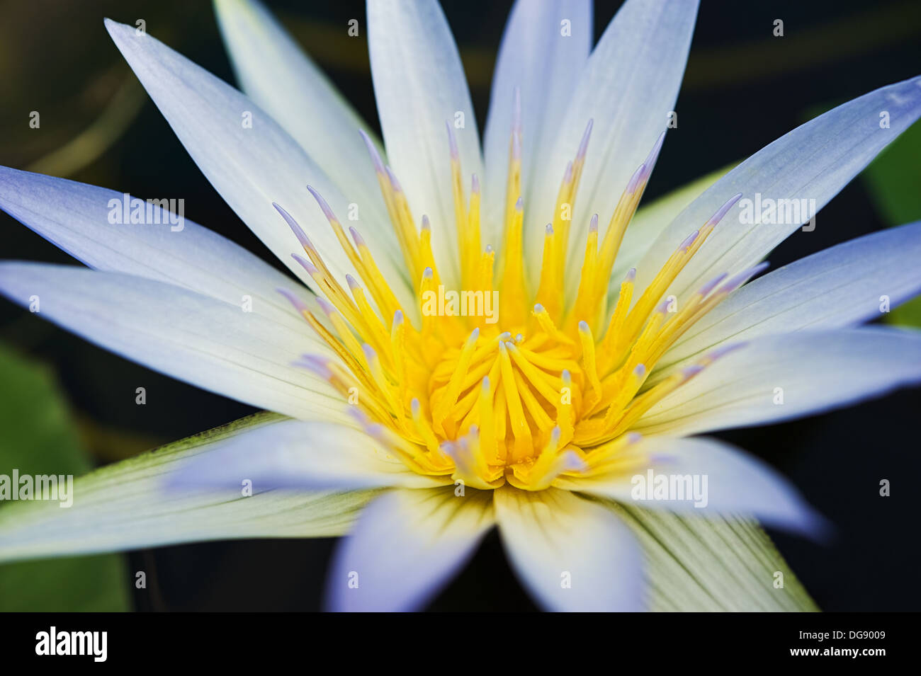 Blue water lily Nymphaea caerulea on the water close-up.Shallow DOF Stock Photo