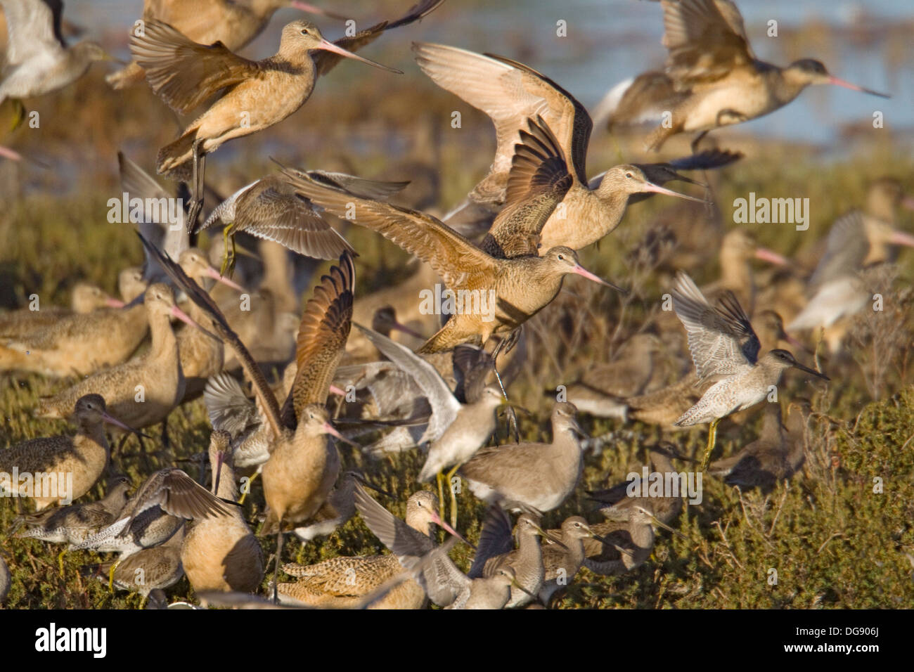 .Shore birds taking off including Marbled Godwits and Dowitchers.(Limosa Fedoa and Limnodromus sp.).Back Bay Reserve, California. Stock Photo