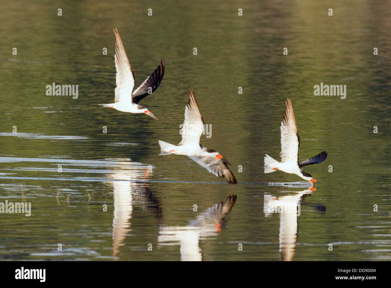 Three Black Skimmers in flight with one fishing by putting it's jaw in