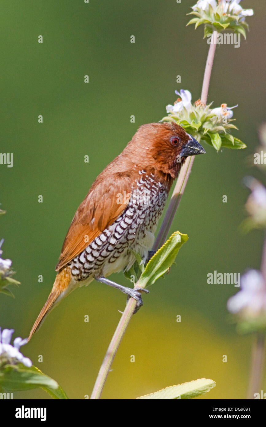 .Nutmeg Mannikin also called a Spice Finch, a feral bird.(Lonchura