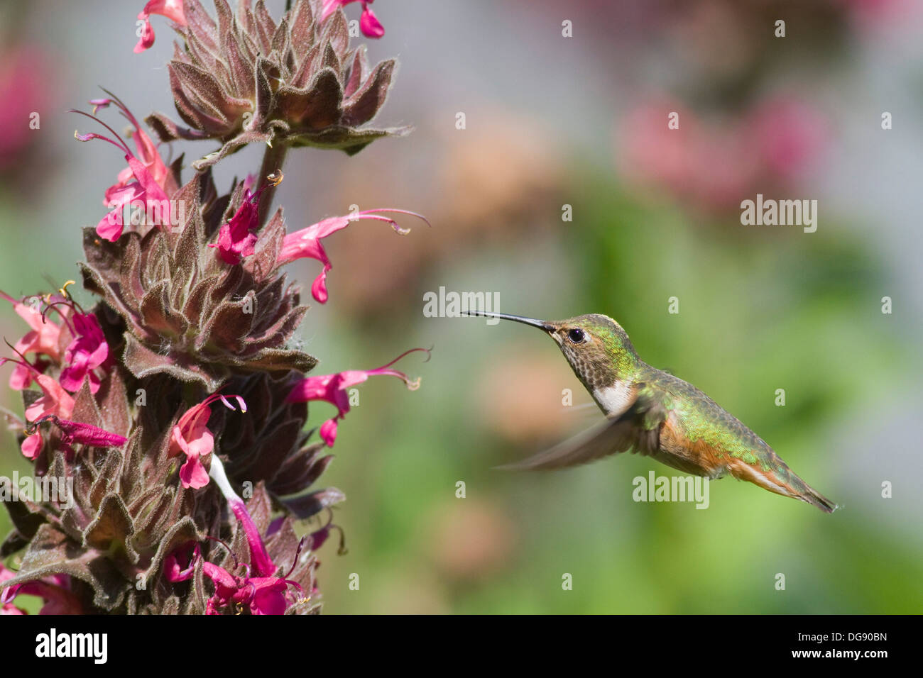 Rufus Hummingibrd fabout to feed on Hummingbird Sage and pollenate it with the pollen stuck on the top of it's head.(Selaphorus rufus on Salvia spathacea).Irvine,California Stock Photo