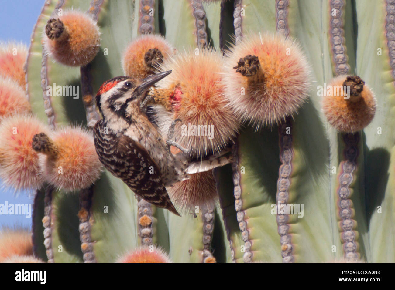 Ladder-Backed Woodpecker eating Cardon Cactus pear fruit.(Picoides scalaris eating Pachycereus pringlei).Baja California Stock Photo