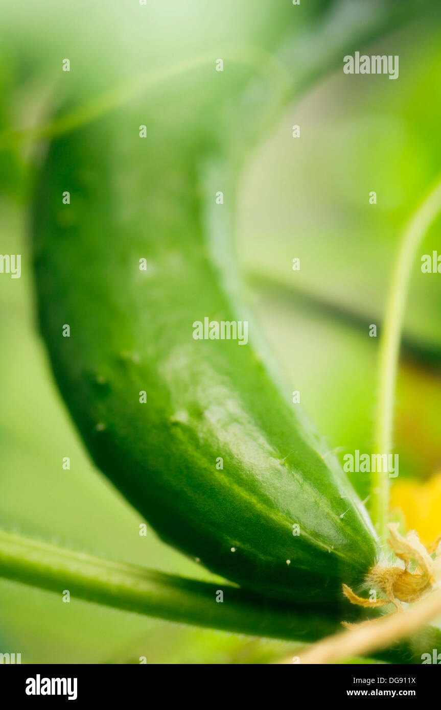 Growing Cucumber. Cucumis sativus. July 2007, Maryland, USA Stock Photo Alamy