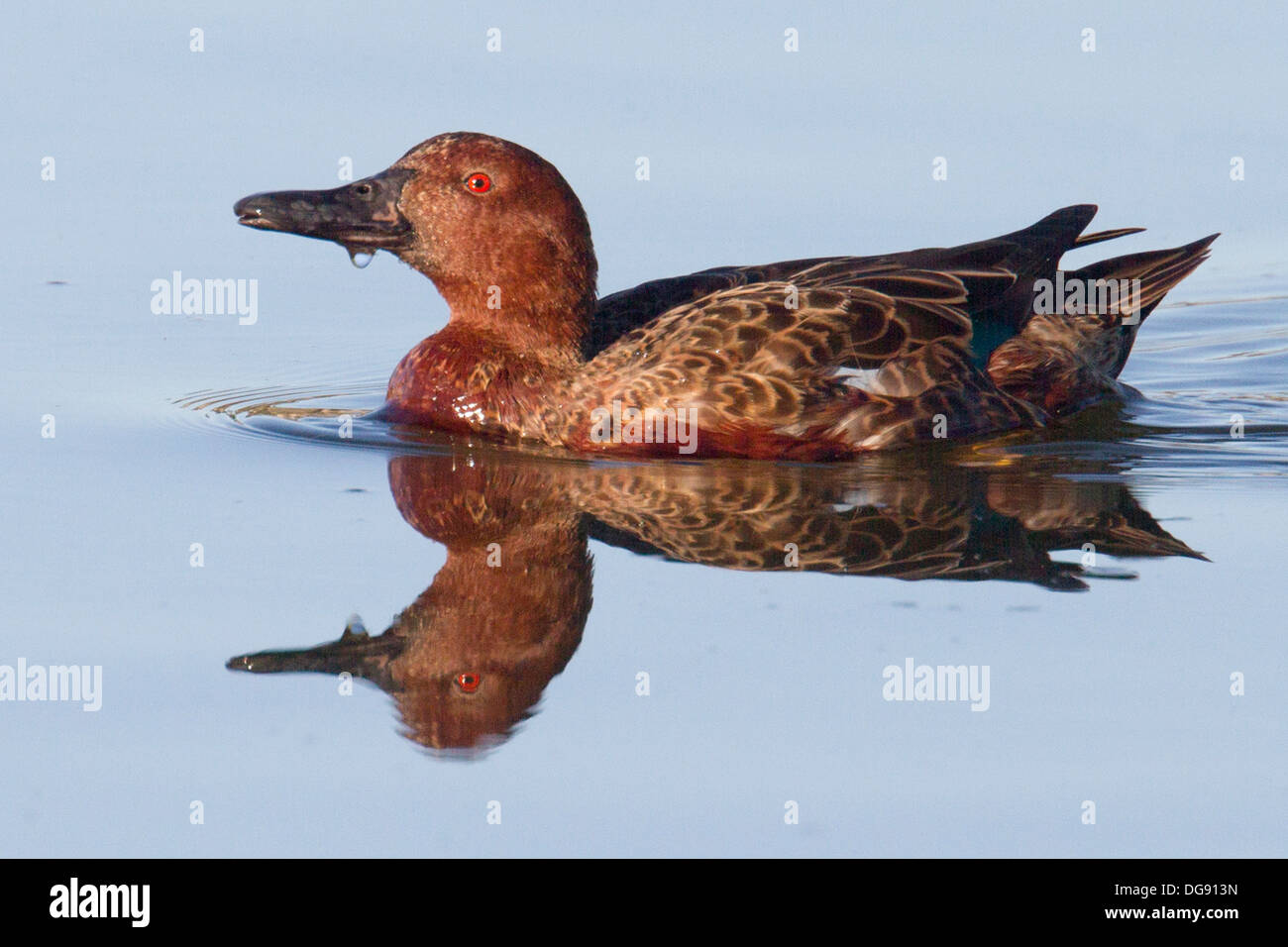 Male Cinnamon Teal Duck with reflection.(Anas cyanoptera).Back Bay
