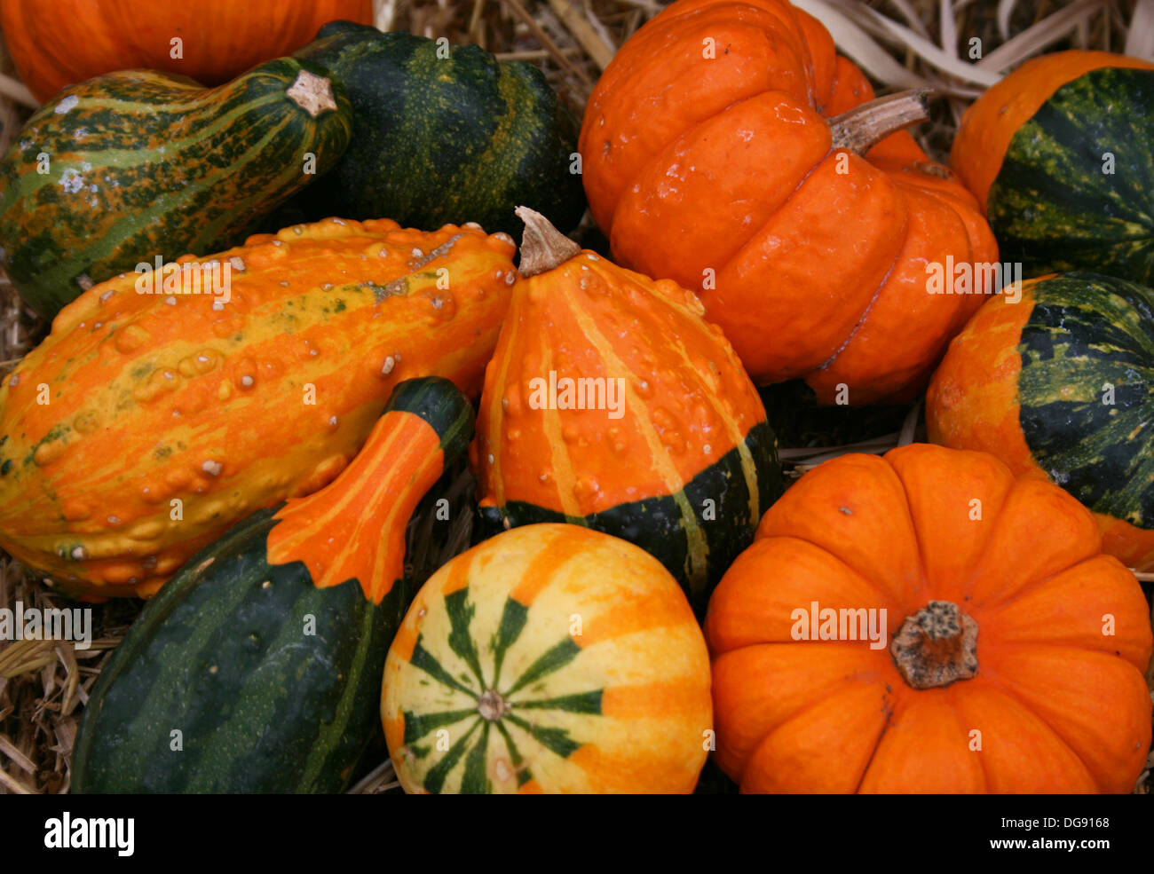 Close-up of group of small colorful gourds on hay bale. Stock Photo