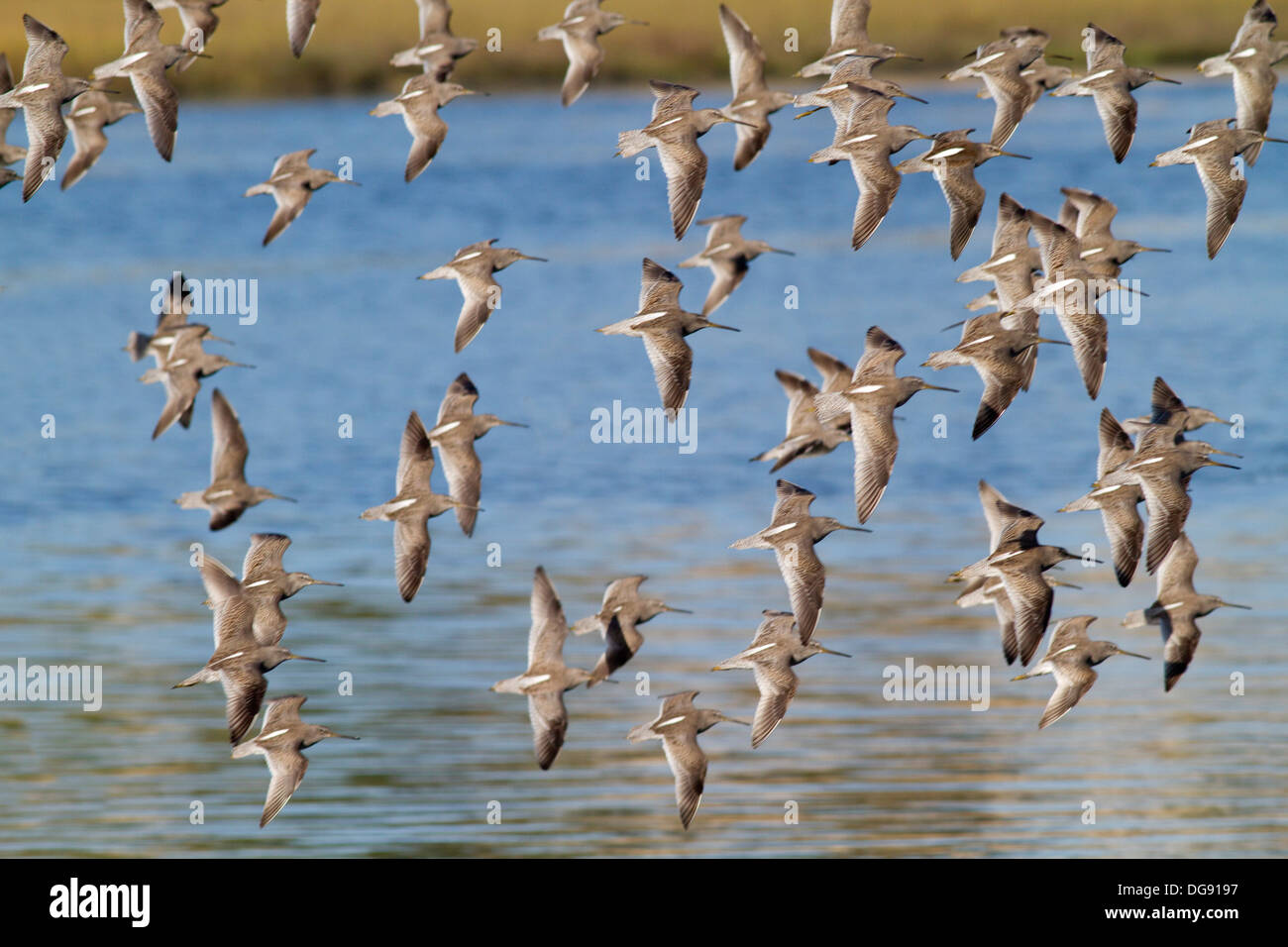 Flock of Short-Billed Dowitchers in flight.(Limnodromus griseus).Back Bay Reserve,California Stock Photo