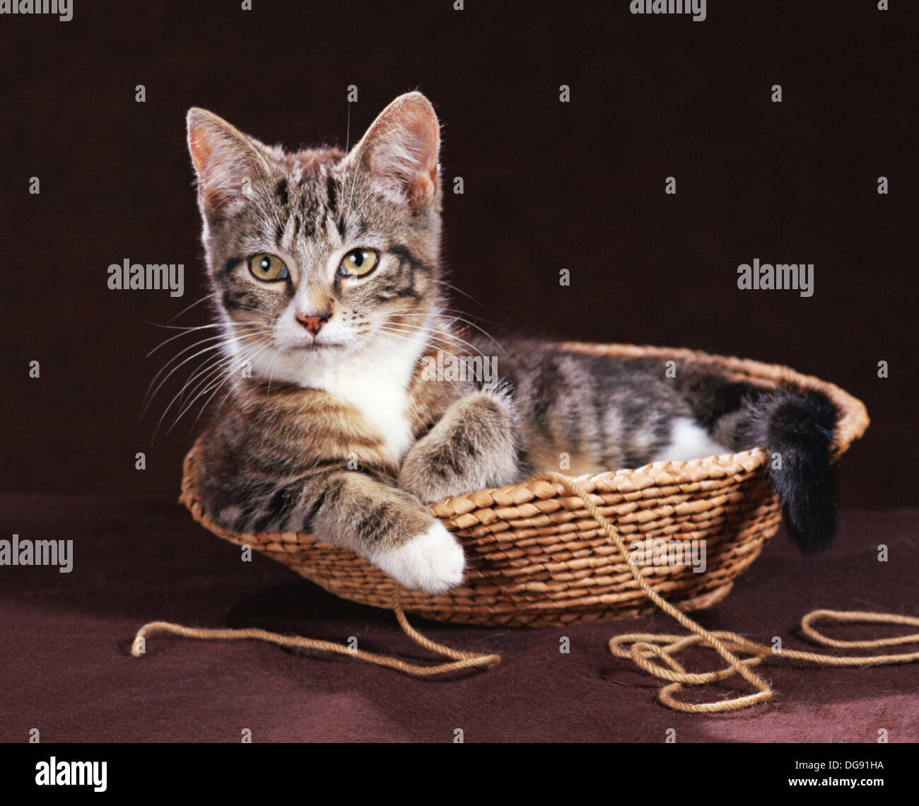 Cat in wicker basket Stock Photo Alamy