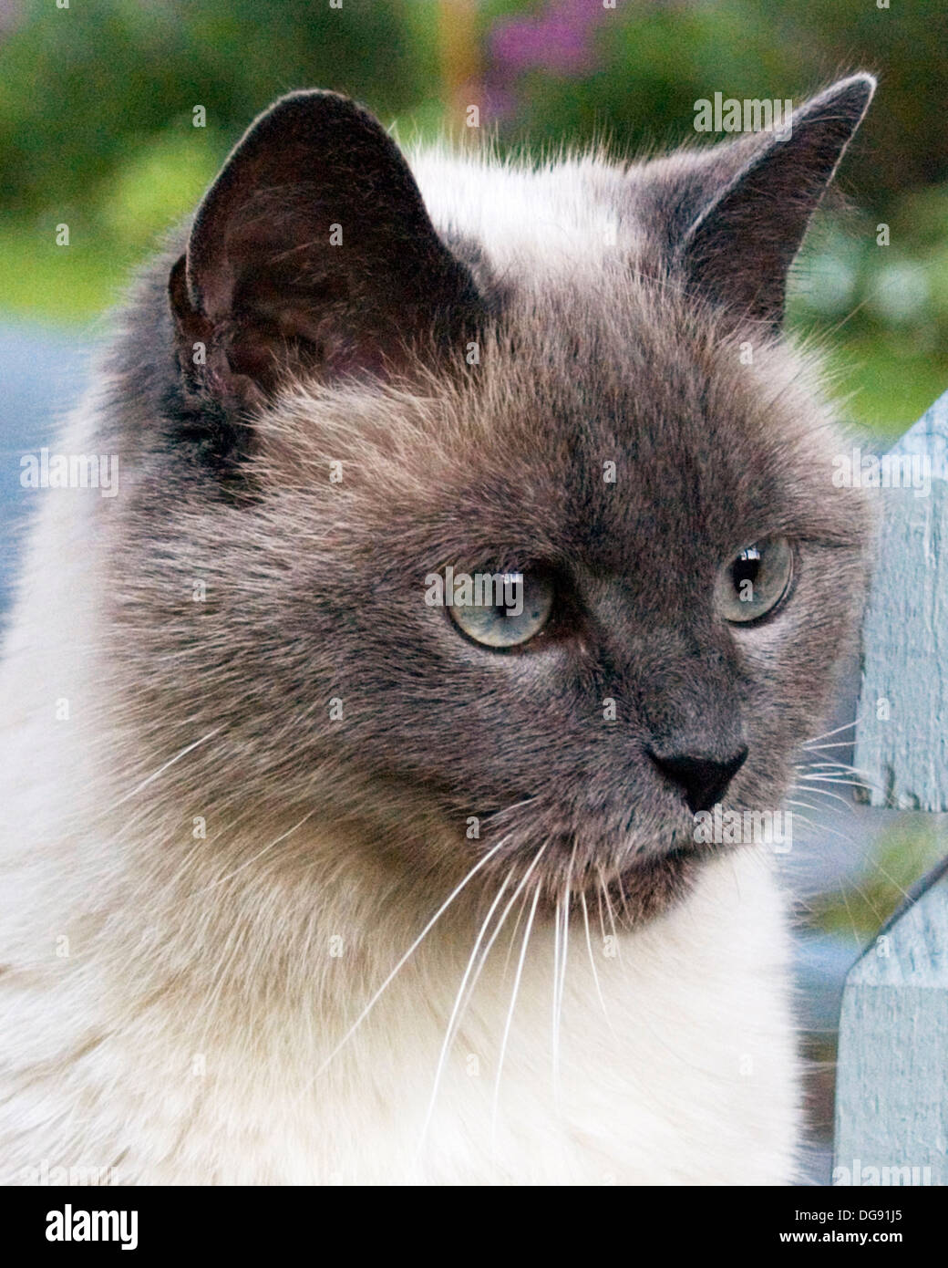 Long haired burmese hi-res stock photography and images - Alamy Long haired burmese hi-res stock photography and images - Alamy