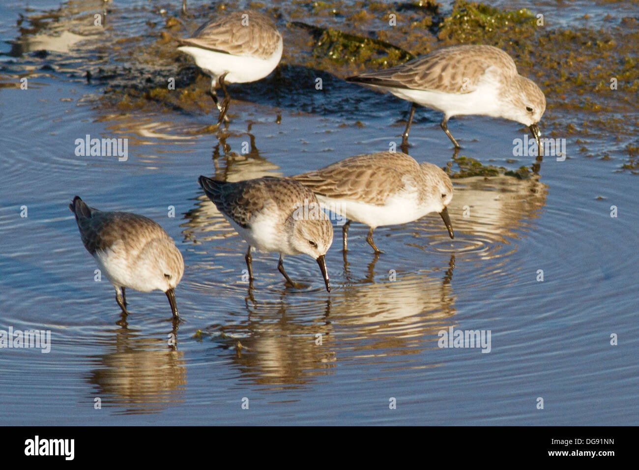 Western Sandpipers feeding.(Calidris mauri).Bolsa Chica Wetlands,California Stock Photo