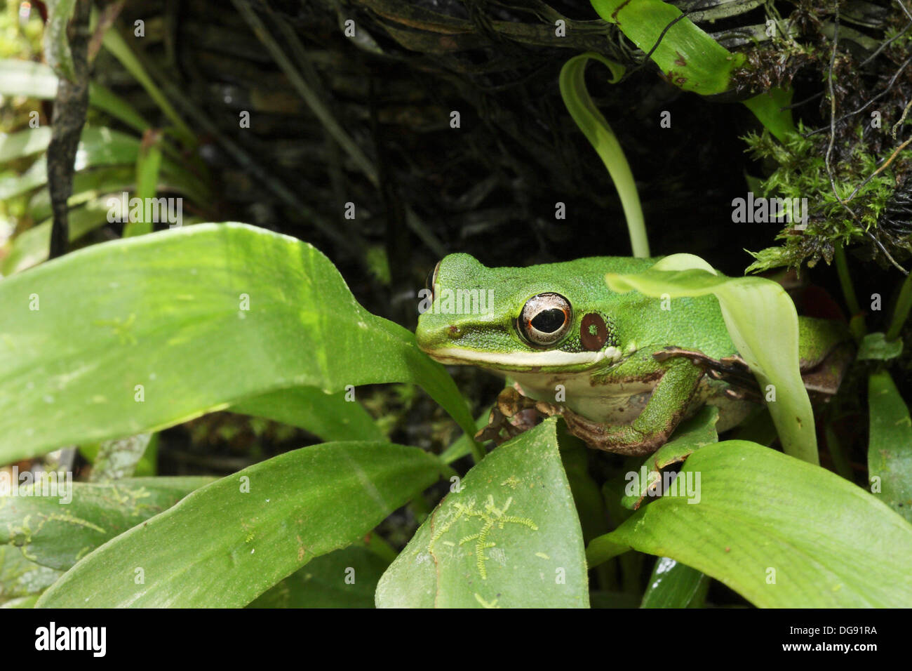 Motorbike Frog Litoria moorei adult, closeup, sarawak, borneo Stock