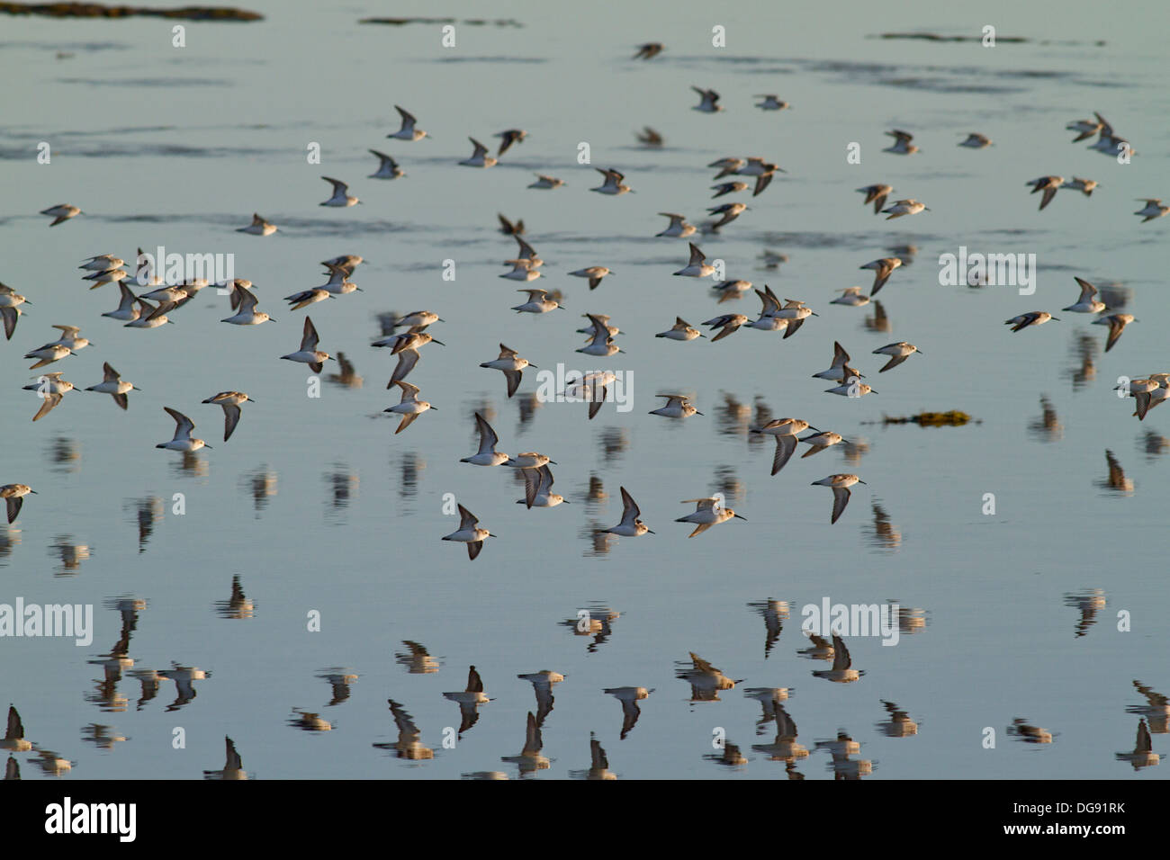 Large flock of Western Sandpipers in flight with reflections.(Calidris mauri).Bolsa Chica Wetlands, California Stock Photo