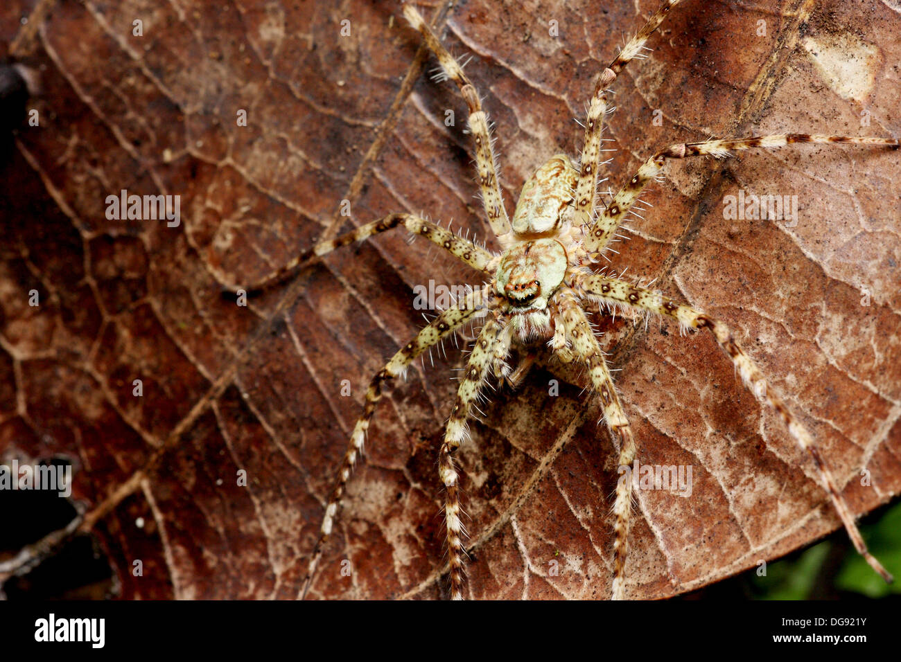 Running Crab Spider, Borneo Stock Photo Alamy